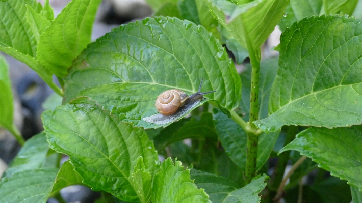 Nature plant leaf spiral Photo