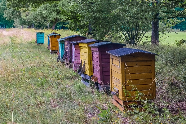 Farm meadow shed honey Photo