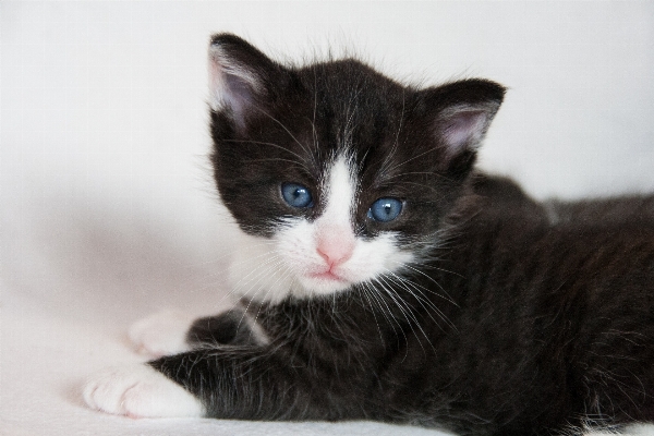 Foto Dolce animale carino pelliccia