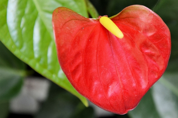 Plant leaf flower petal Photo