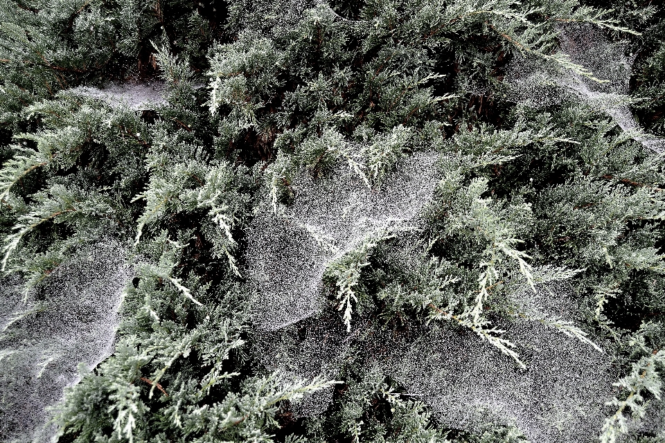 árbol bosque rock desierto
