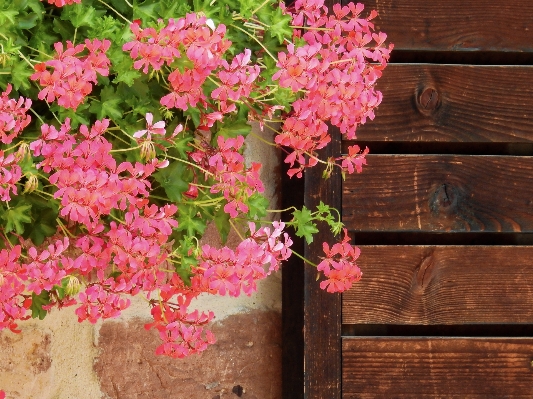 自然 花 植物 葉 写真