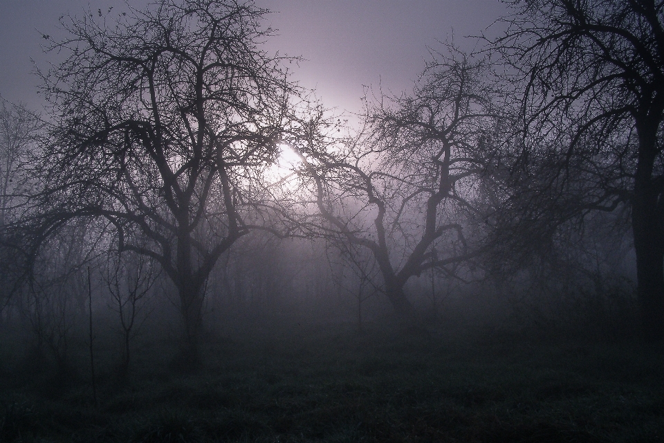 Albero natura foresta ramo