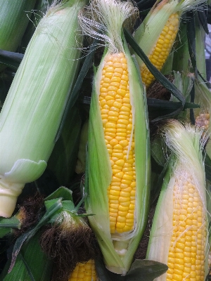 Anlage blume gericht essen Foto