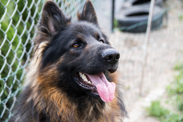 Foto Anjing satwa bulu mantel