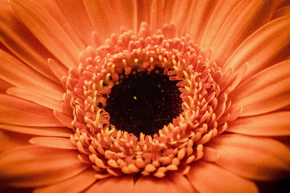 Mekar tanaman fotografi bunga