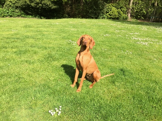 Grass lawn meadow dog Photo