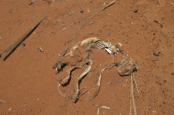 Nature sand wood desert Photo