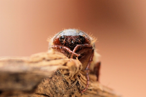 Hair photography insect brown Photo