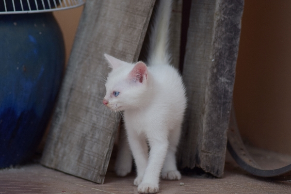 Photo Blanc animal de compagnie chaton