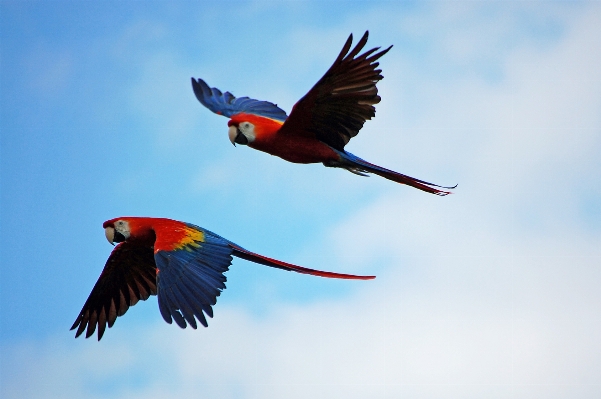 Foto Alam hutan burung sayap