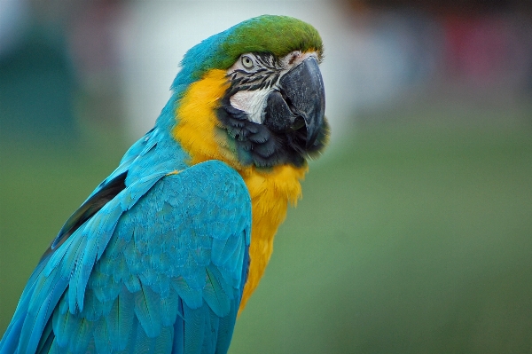 Foto Alam burung sayap satwa