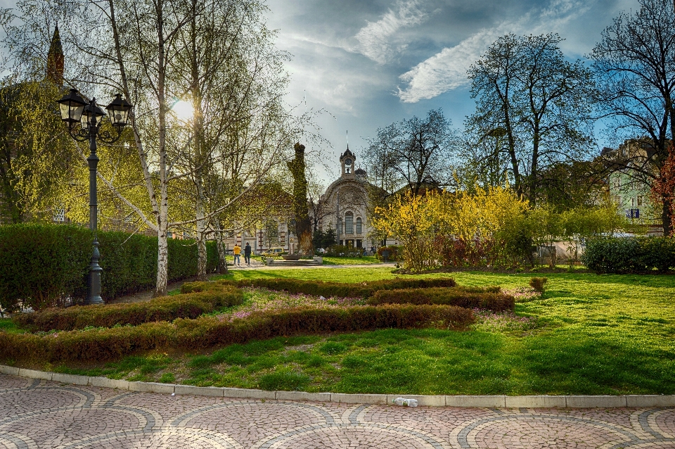 Landscape tree grass lawn