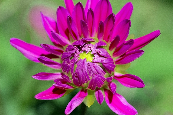 Nature blossom open plant Photo