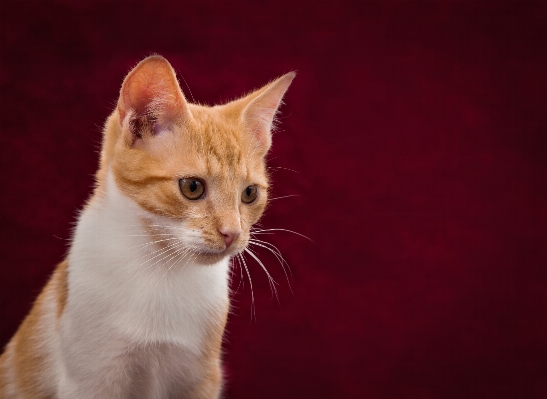 Foto Blanco lindo mascota rojo