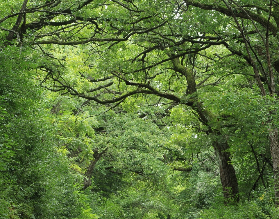 Paesaggio albero natura foresta