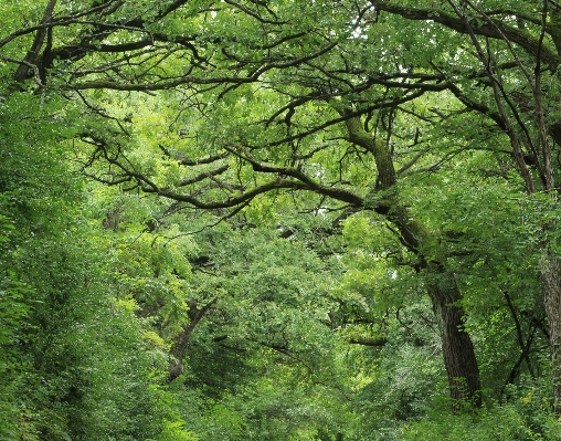 Landschaft baum natur wald Foto