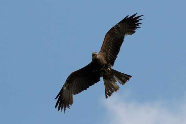 Foto Natura uccello ala cielo