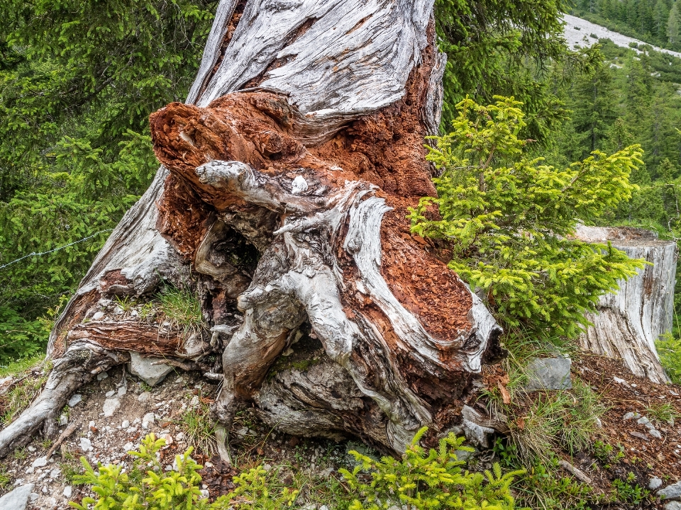 Tree nature forest branch