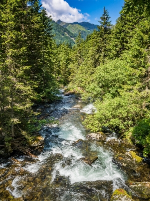 Landscape tree water forest Photo