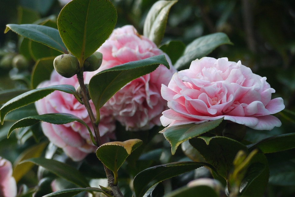 Natur draussen blüte anlage