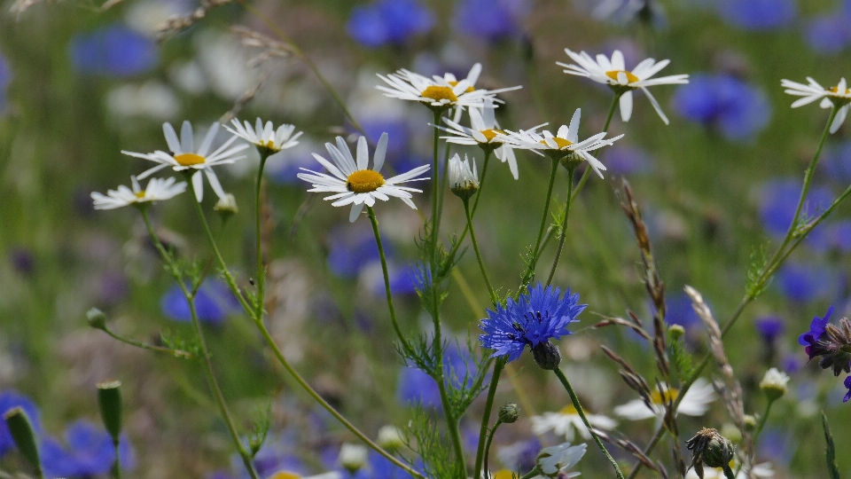 Nature grass blossom plant