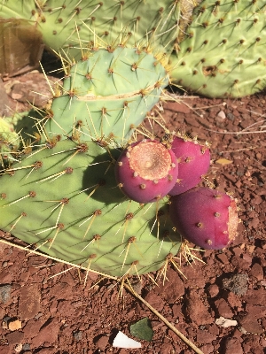 Foto Natureza cacto
 crescimento plantar