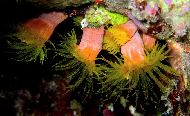 Flower diving underwater biology Photo