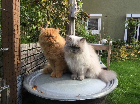 Foto Merah kucing mamalia kebun