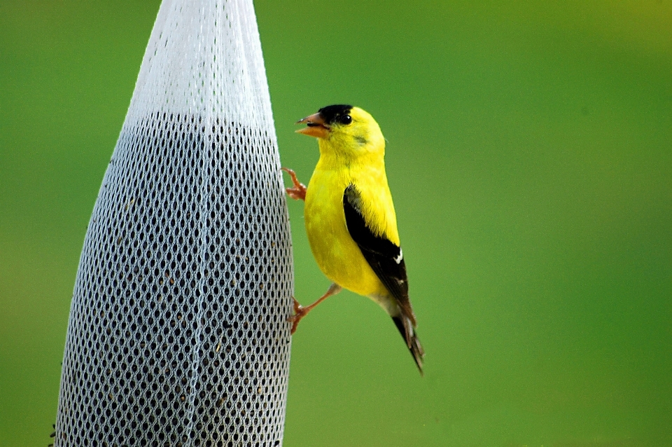 Alam gurun
 cabang burung