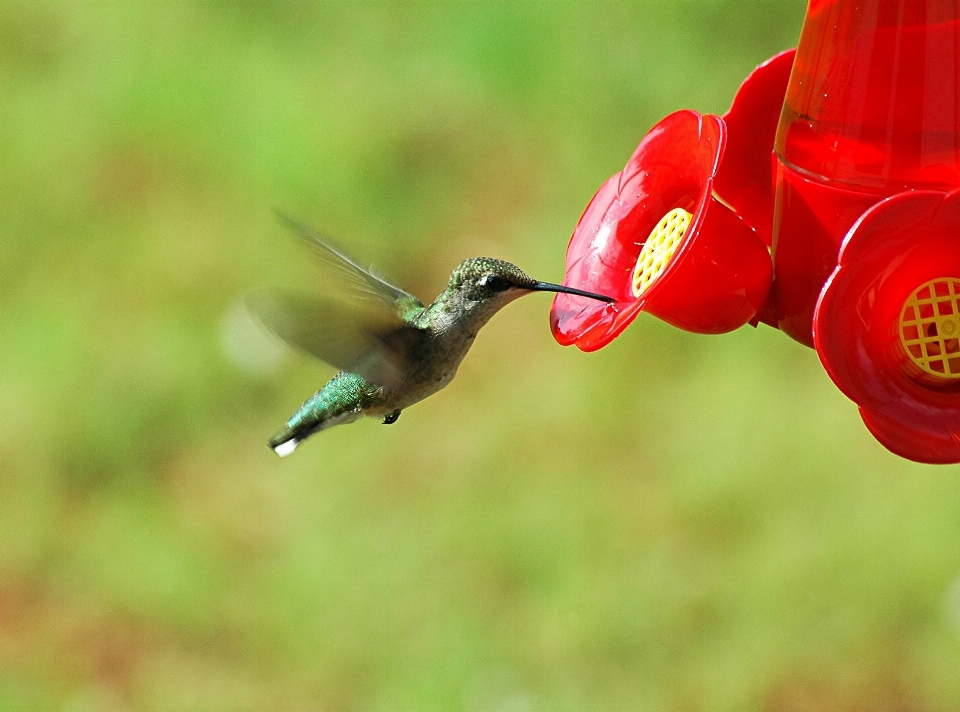 Nature bird flower animal