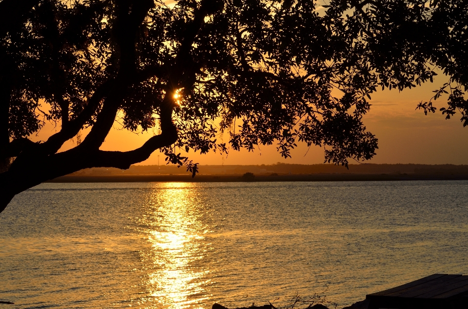 Strand landschaft meer baum