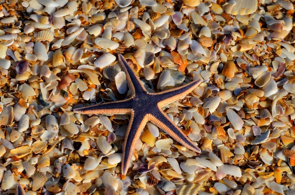 Beach sea tree water Photo