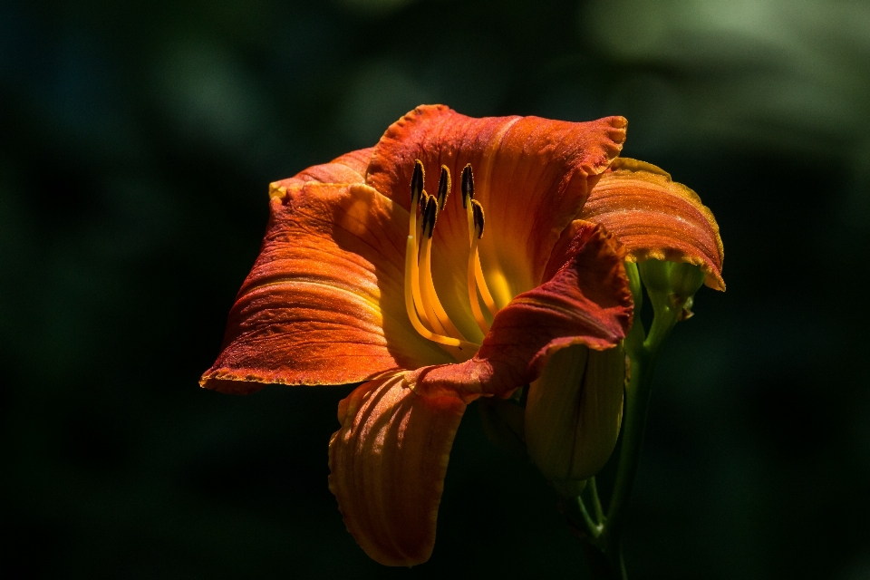 Nature blossom plant photography