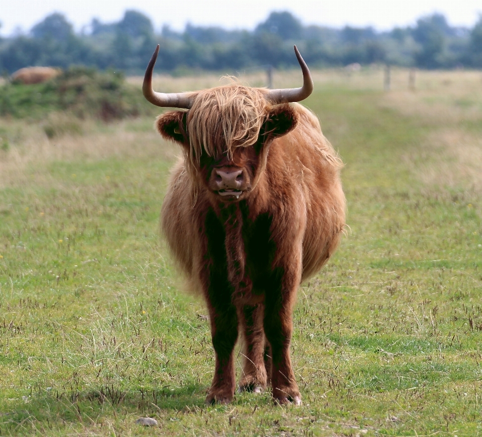 Natura prato
 prateria
 animale