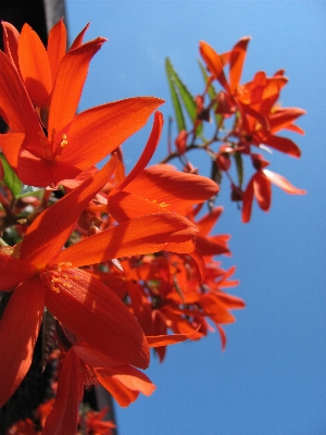 Blossom plant sky leaf Photo