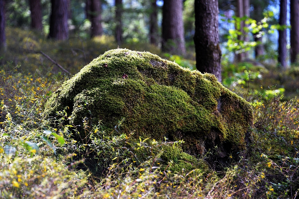 Tree nature forest grass