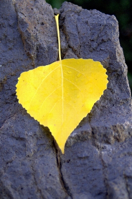 Tree nature plant leaf Photo