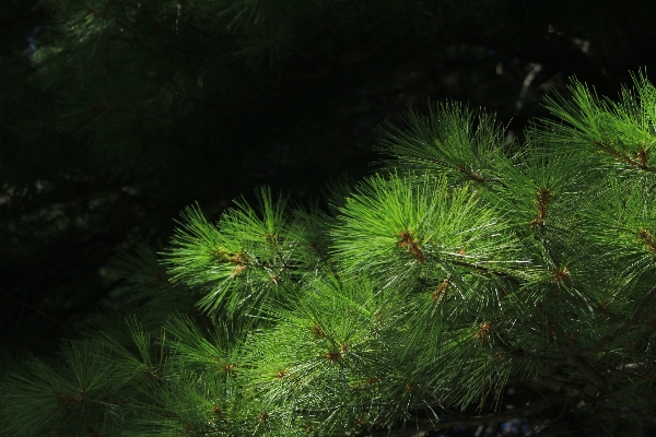 Tree nature forest grass Photo