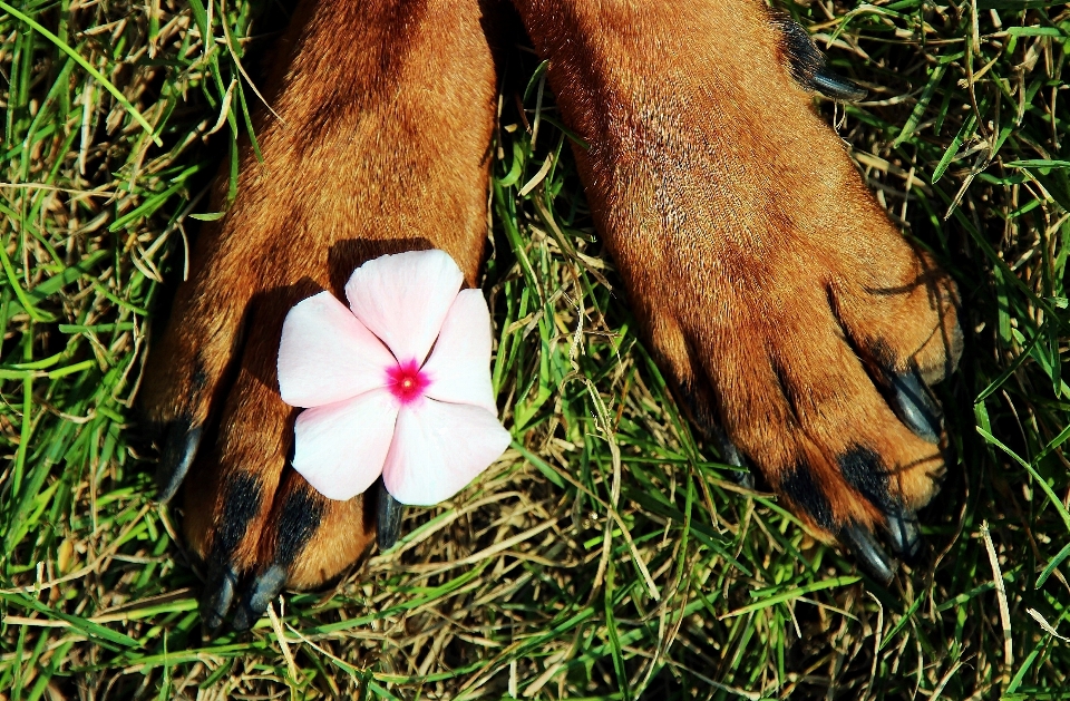 Grass lawn leaf flower