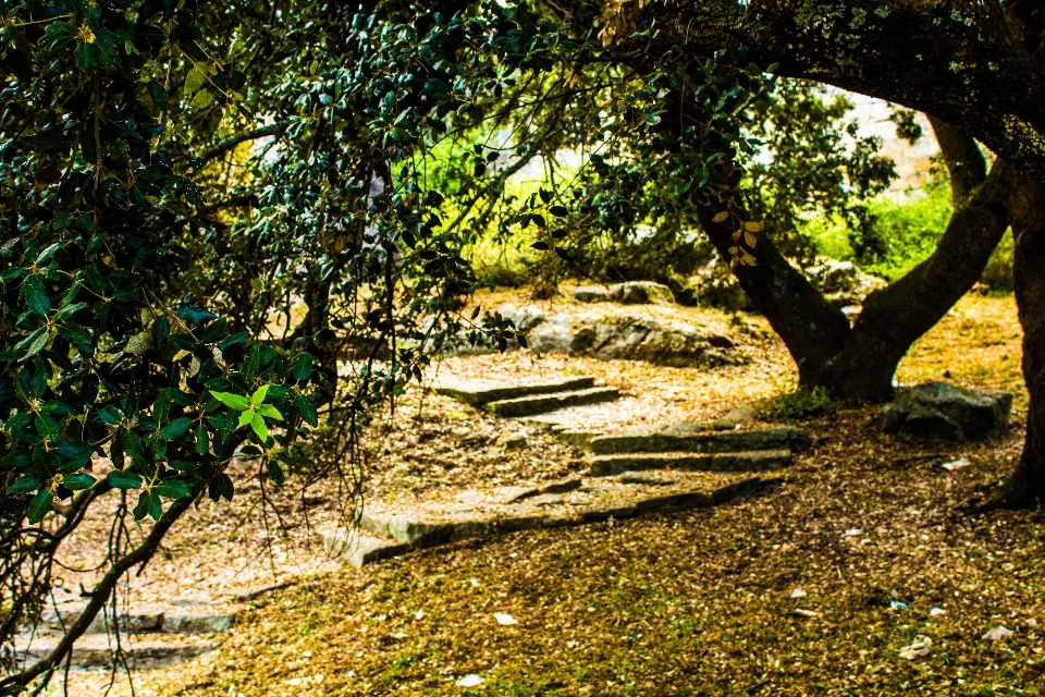 Landscape tree nature forest