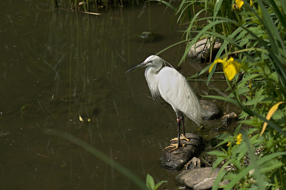 Water nature bird white