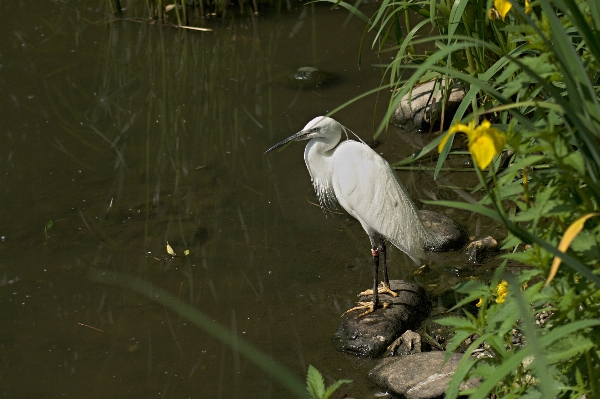 Foto Acqua natura uccello bianco