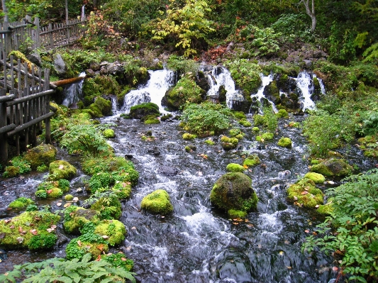 Water nature forest rock Photo