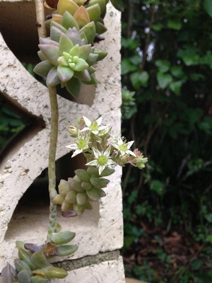 Blossom plant leaf desert Photo