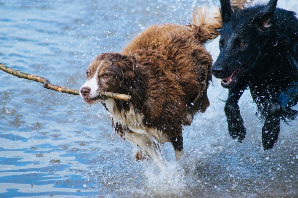 Photo Eau jouer chien animal