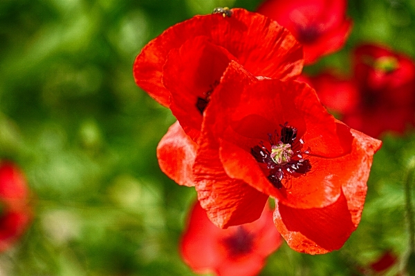 自然 花 植物 花弁 写真