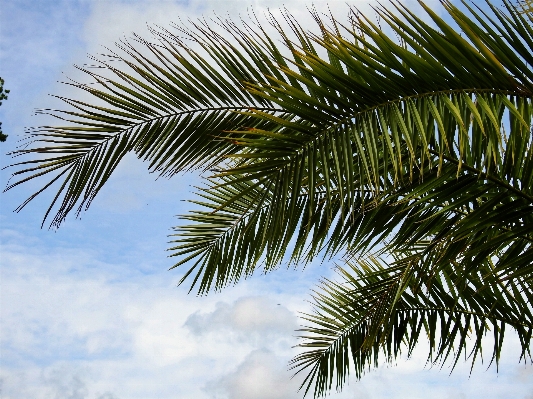 Beach sea tree branch Photo