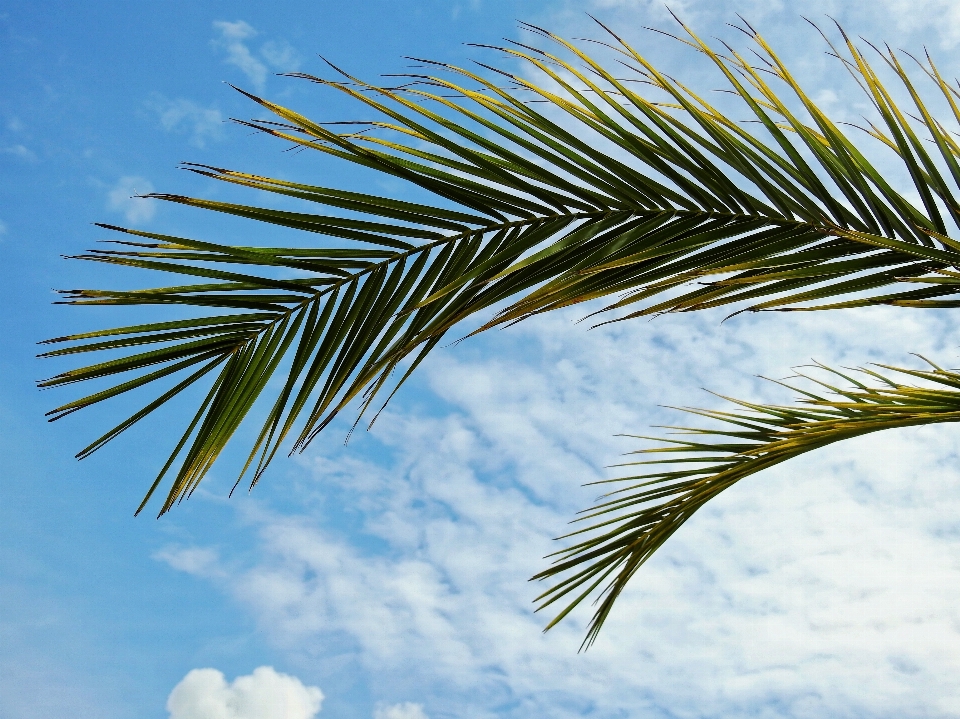 Beach sea tree grass