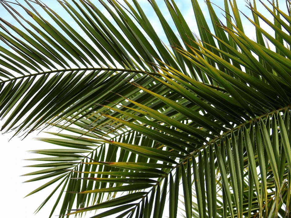 Beach sea tree grass